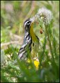 _1SB8754 yellow-throated warbler